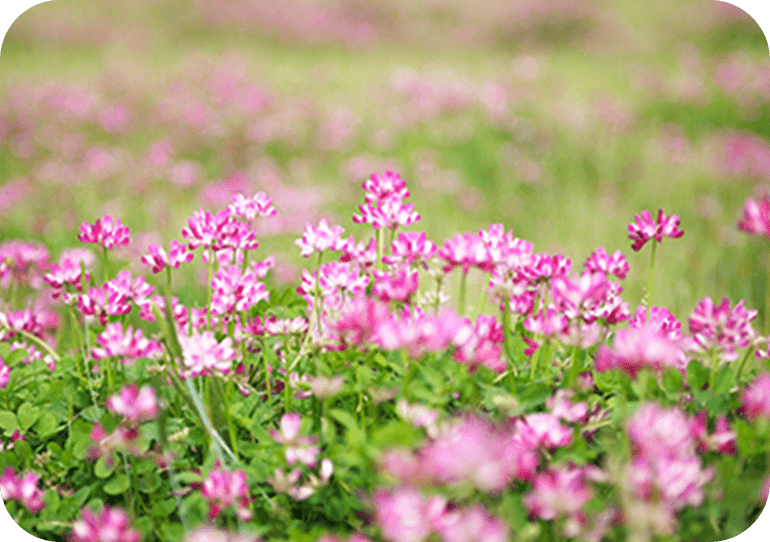 写真：れんげ畑