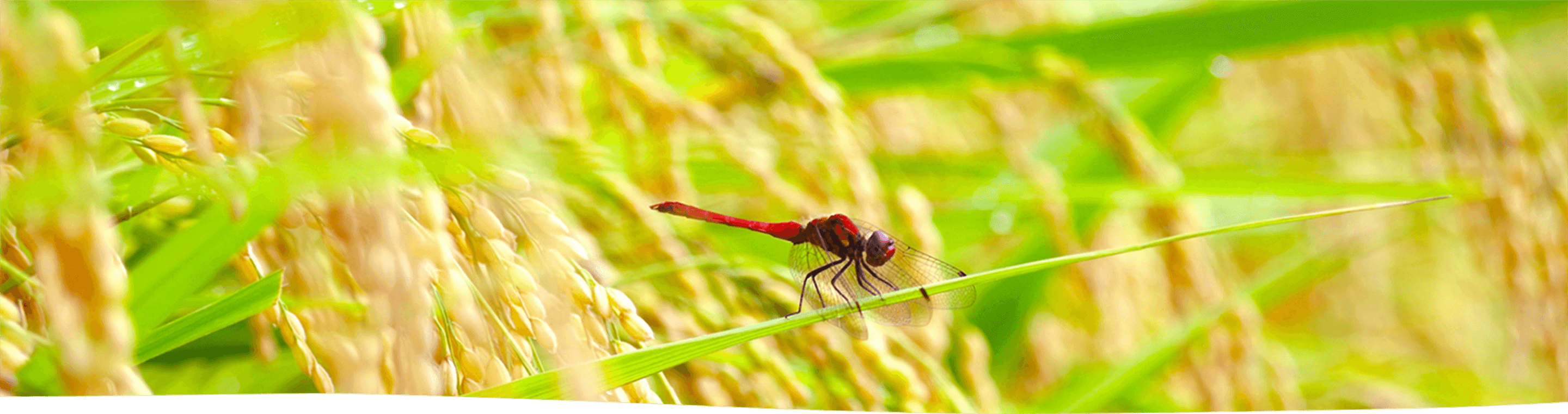 写真：稲穂と赤とんぼ