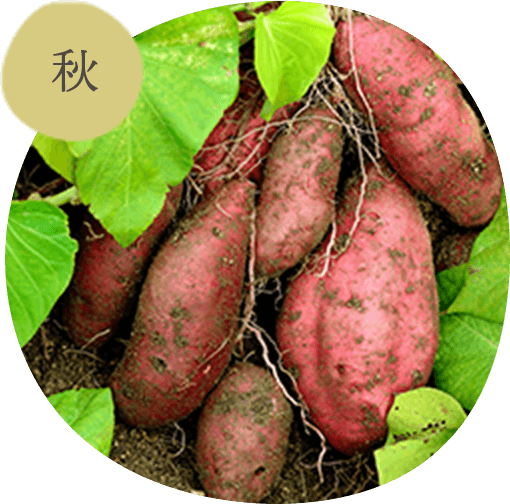 秋の栽培品目例