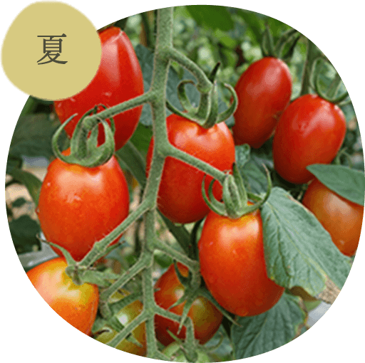 夏の栽培品目例