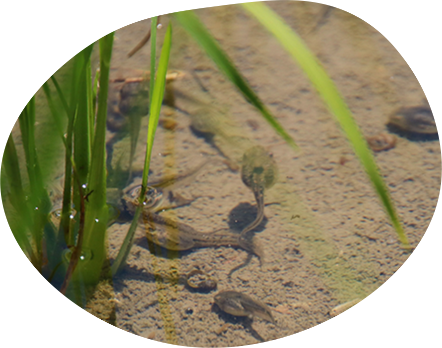 写真：おたまじゃくし