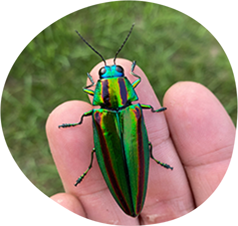 写真：タマムシ