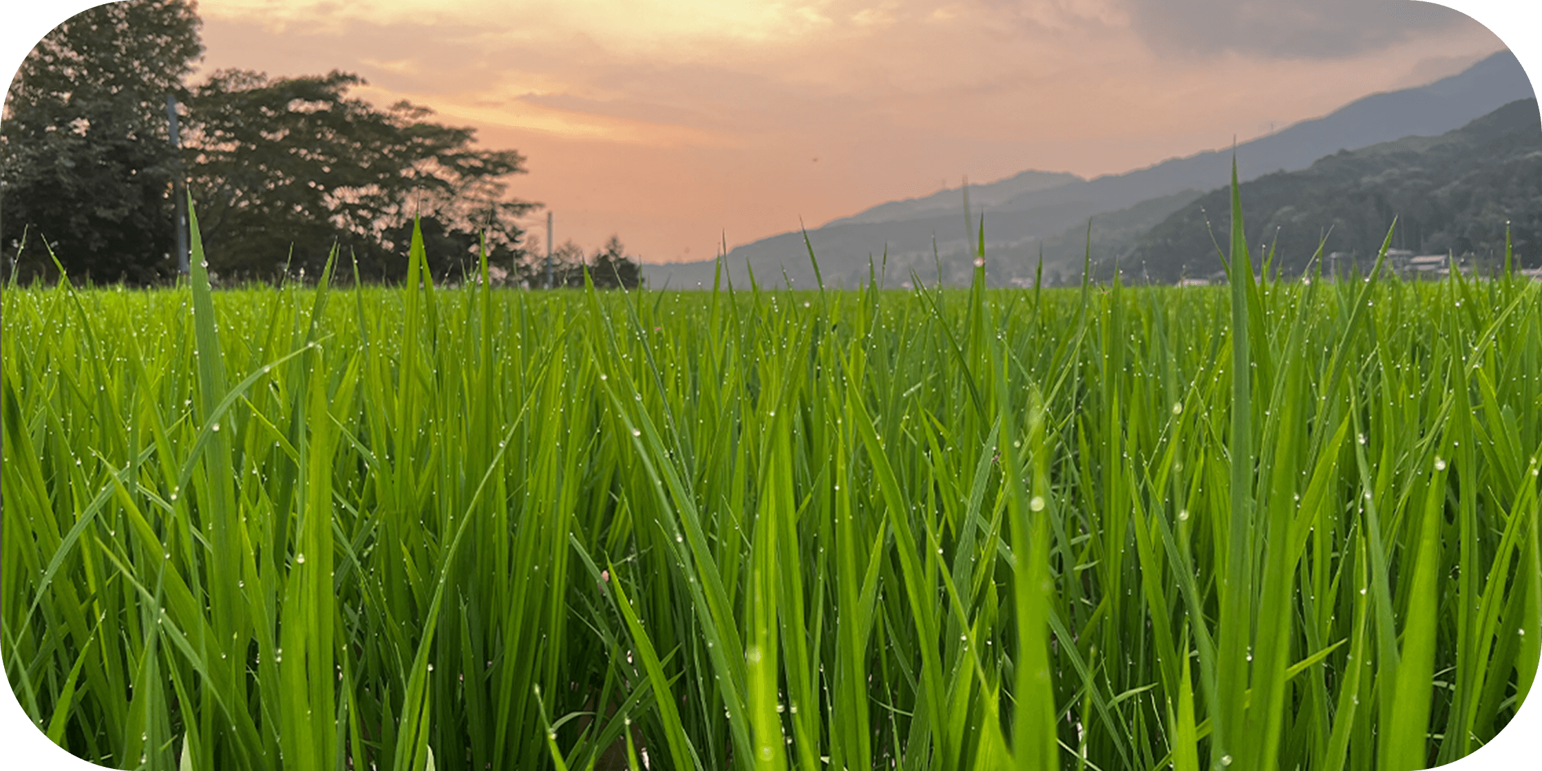 写真：田んぼに差す朝日