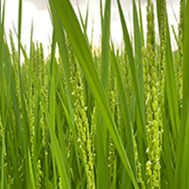 写真：薄緑の穂が出始めた稲