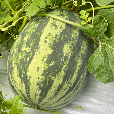 写真：大きく実ったスイカ